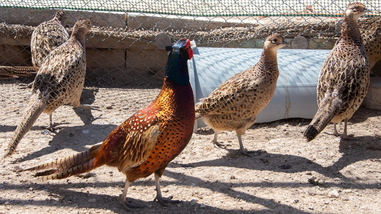 Selçuk Üniversitesi yine öncü oldu: sülün üretimi yaygınlaşıyor